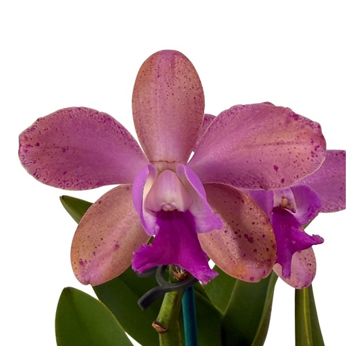 Cattleya Penny Kuroda (4n) X Blc. Great Hero 'Lea'