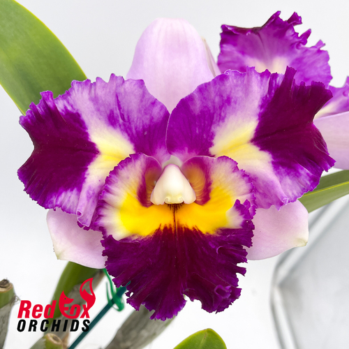 Brassolaeliocattleya NSA Acqua Splash
