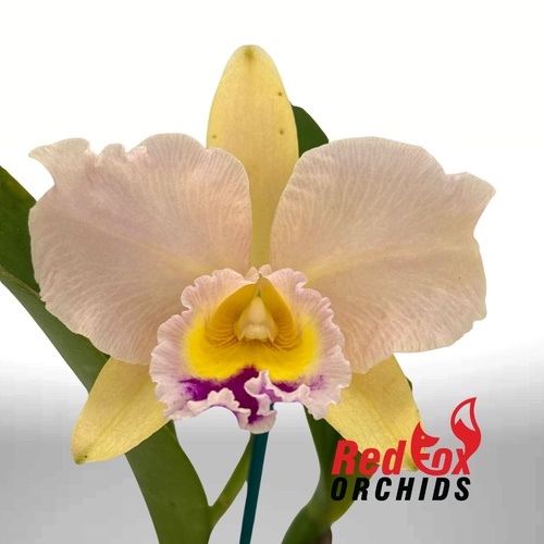 Brassolaeliocattleya Topaz Impact 'Supreme Pot' X Blc. Margaret Goldston 'Caramel'