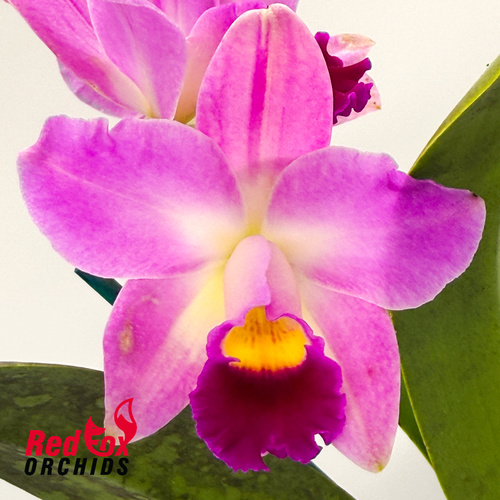 Cattleya crispata X Blc. Goldenzelle 'High Noon'