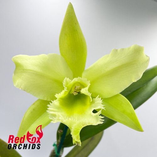 Brassolaeliocattleya Perfect Match