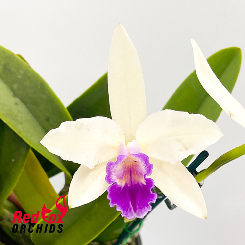 Brassolaeliocattleya Haw Yuan Beauty 'Hong' X Pot. Little Magician 'Gold & Red'