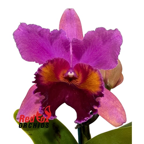 Brassolaeliocattleya Sunstate Colorchart 'Sundance' x Cattleya labiata var. rubra