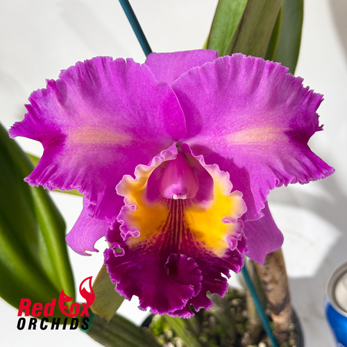 Laeliocattleya Mari's Song 'CTM-217' x Brassolaeliocattleya Brunswick Gem 'Coral'