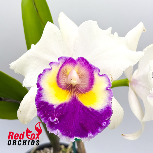 Brassolaeliocattleya California Girl 'Orchid Library' X Blc. Chunyeah 'Taiwan Queen'