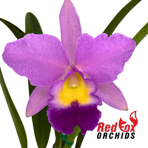 Brassolaeliocattleya Glenn Maidment 'Southern Cross' X Bc. Little Mermaid 'Janet'