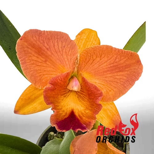 Potinara Little Magician 'Gold & Red' X Pot. Lisa Taylor Gallis 'Nora'