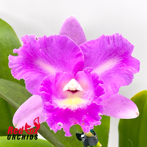 Brassolaeliocattleya Chunyeah 'Taiwan Queen' x Lc. Mari's Song