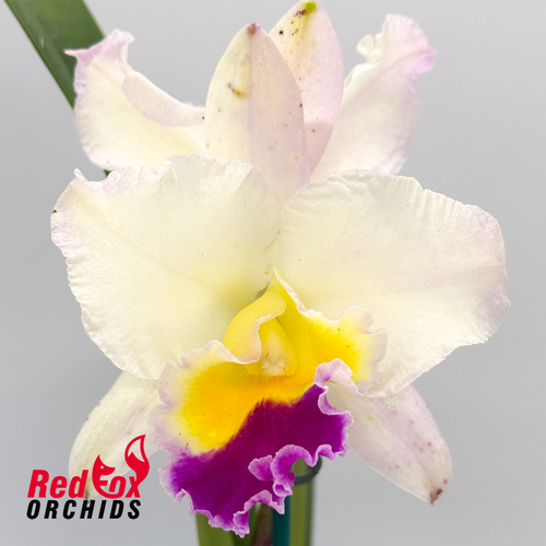 Brassolaeliocattleya Glenn Maidment 'Southern Cross' X Pot. Lisa Taylor Gallis 'Nora'