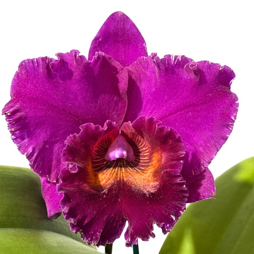 Brassolaeliocattleya Burdekin Velvet X Blc. Chunyeah 'Taiwan Queen'