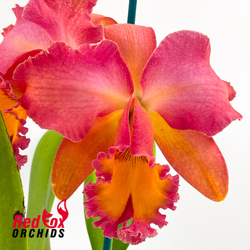 Potinara Sebastian Scalia 'Ruby' x Brassolaeliocattleya (George King x California Girl) 'Clear Yellow'