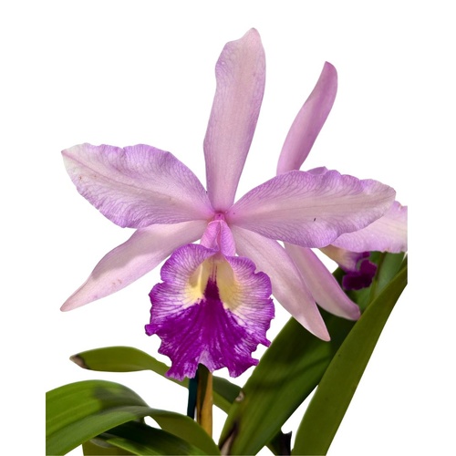 Brassolaeliocattleya Marg Putman (4n) X Blc. Topaz Georgie Girl