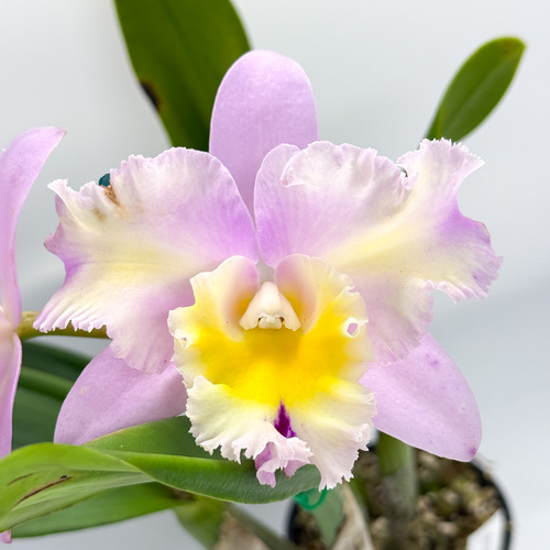 Brassolaeliocattleya Topaz Georgie Girl X Lc. Mari's Song 'CTM-217'