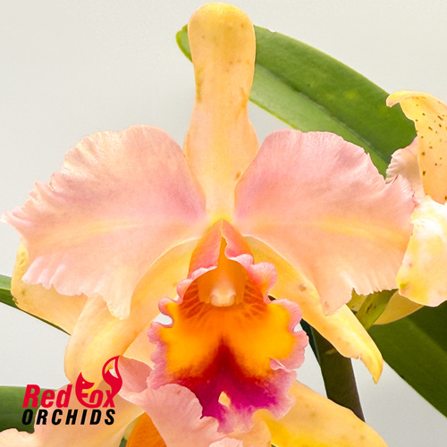 Brassolaeliocattleya Topaz Love 'Soft Splash' X Blc. George King 'Southern Cross'