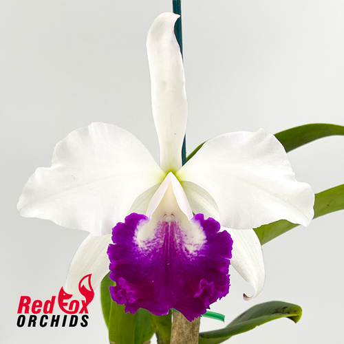 Brassolaeliocattleya Marg Putman (4n) 'Good Big Bunch' X Lc. Stephen Oliver Fouraker