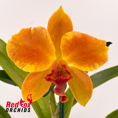 Laeliocattleya Susan Holcombe 'Yellow & Red' X Pot. (Burdekin Sunshine X Burdekin Happy Face)