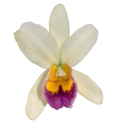 Brassolaeliocattleya Topaz Dancer 'Coral' X Blc. Topaz Impact