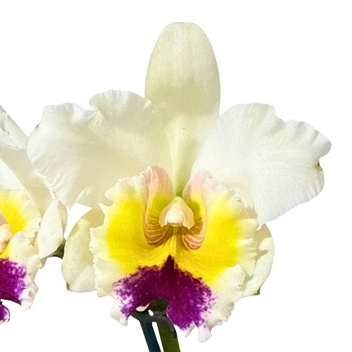 Brassolaeliocattleya Topaz Dancer 'Coral' X Blc. Topaz Impact