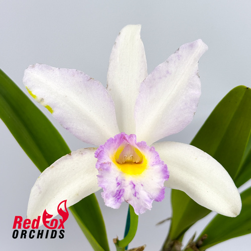 Brassolaeliocattleya Marg Putman (4n) X Blc. George King 'Southern Cross'