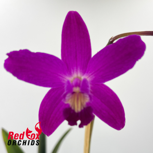 Cattleya Topaz Acclaim 'BFTD'