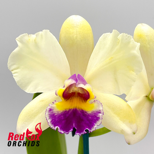 Brassolaeliocattleya Topaz Cauloso 'Full Clear Yellow' X Blc. Chunyeah 'Taiwan Queen'