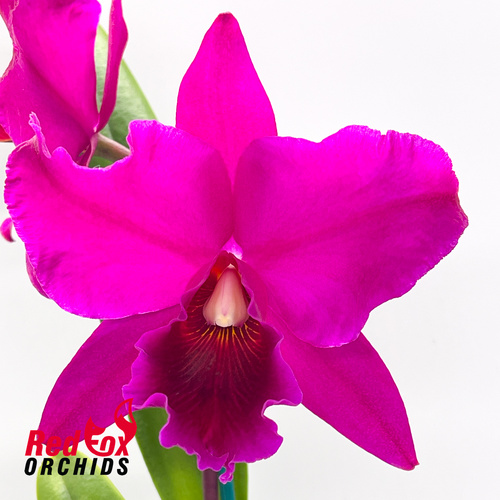 Brassolaeliocattleya Canyon Dusk 'Carmela' X Pot. Sebastian Scalia 'Ruby'
