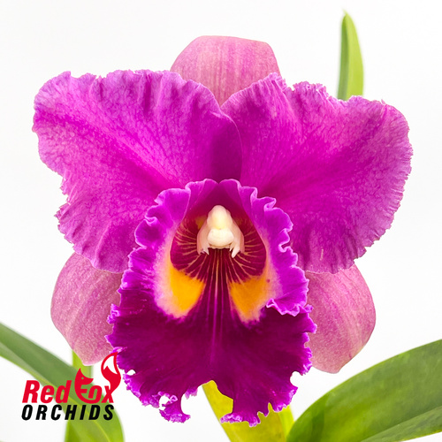 Potinara (Burdekin Velvet X Sebastian Scalia) X Blc. Goldenzelle 'Orange Pumpkin'