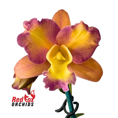 Laeliocattleya (aclandiae X Aussie Sunset) 'Dark Aussie' X Blc. Aussie Sunray T'nt 'Southern Chameleon'