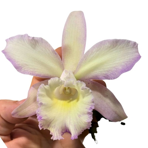 Brassolaeliocattleya Marg Putman (4n) X Brassolaeliocattleya Aussie Sunray T'nt