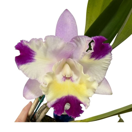 Laeliocattleya Mari's Song x Sophrocattleya Dal's Tradition 'Scherrie'