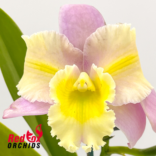 Rhyncholaeliocattleya Topaz Jardin