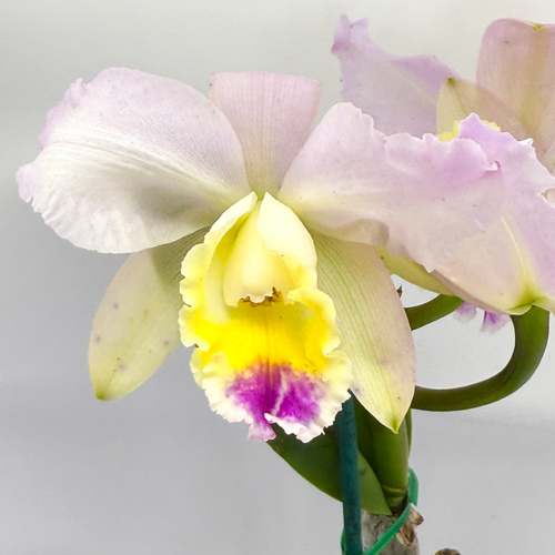 Brassolaeliocattleya Topaz Impact X C. loddigesii (4n)