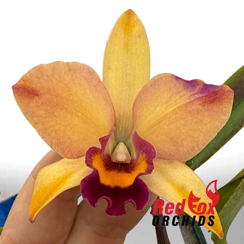 Brassolaeliocattleya Love Sound 'Dogashima' X Lc. Aussie Sunset