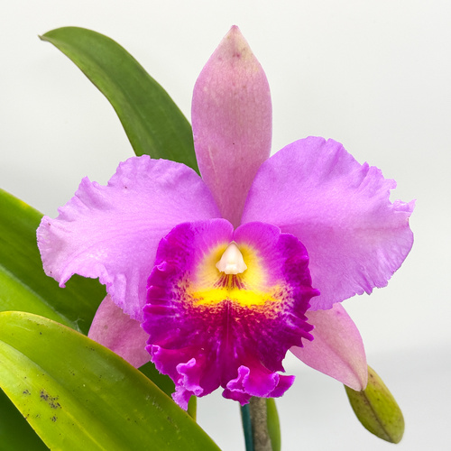 Cattleya Horace 'Maxima' X Potinara Hsinying Pink Doll 'Hsinying'