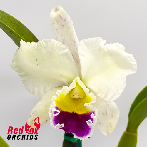 Brassolaeliocattleya Topaz Impact 'Good Compact' X Blc. Burdekin Snowdrift 'Big Semi-Alba'