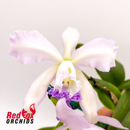 Cattleya Betsy's Azure Sea (4n) 'Carriage #2' X sibling 'Big & Spots'