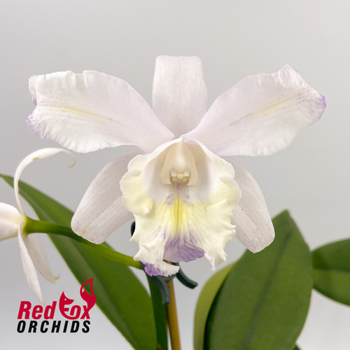 Cattleya Betsy's Azure Sea 'Big & Spots' x intermedia coerulea aquinii