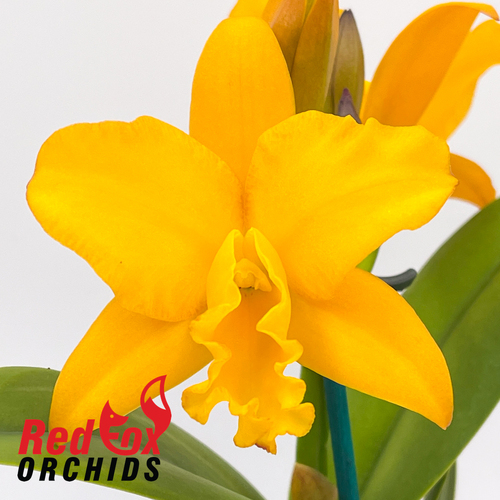 Brassolaeliocattleya Gold Fire