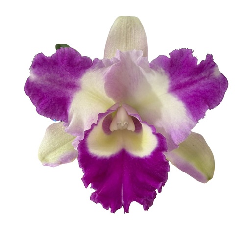 Brassolaeliocattleya Island Charm 'Carmela' x Cattleya purpurata var. carnea