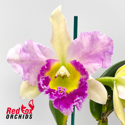 Brassolaeliocattleya Tsutung Beauty 'C.S.' (Mari's like) X Rl. digbyana var. fimbriopetala