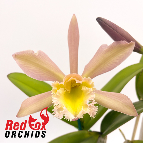 Brassocattleya Holfordii