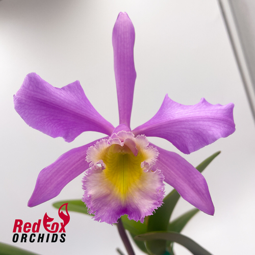 Brassocattleya Groganiae