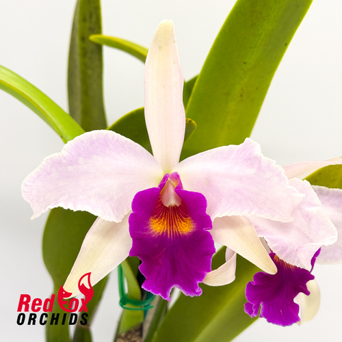 Brassolaeliocattleya Tzeng-Wen Dragon X C. purpurata var. carnea