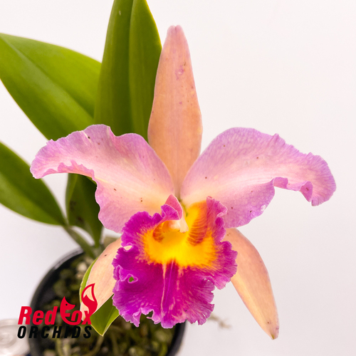 Brassolaeliocattleya (Copper Queen x Susan Holcombe) x Brassolaeliocattleya George King