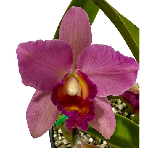 Cattleya Orchid - Potinara Roy's Magic 'Janet' X Blc. (Burdekin Delight X Narooma)