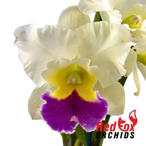 Rhyncholaeliocattleya (Dal's Medallion X Dal's Grace) X Blc. Memoria Anna Balmores 'Convex'