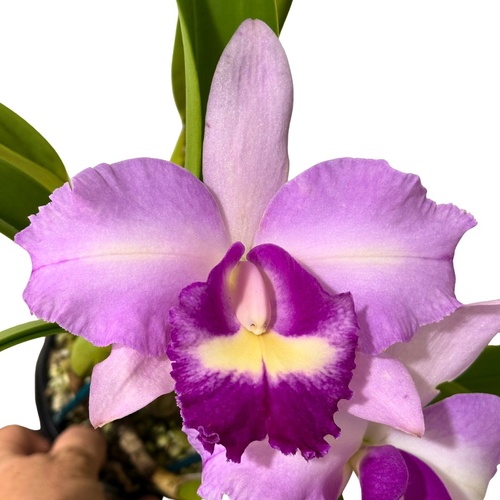 Brassolaeliocattleya Village Chief Rose 'Gangshan King' X Blc. Shinfong Gold Gem 'Golden Jewel'
