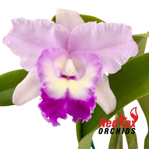 Laeliocattleya Mari's Song x Brassolaeliocattleya Golden Reign