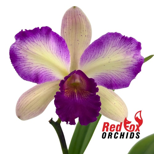 Potinara Deception Variable x Brassolaeliocattleya (Toahie's Magic x Aussie Sunset)