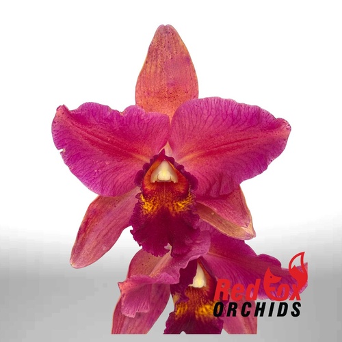 Brassolaeliocattleya (Toshie's Magic X Aussie Sunset) X Pot. Deception Variable